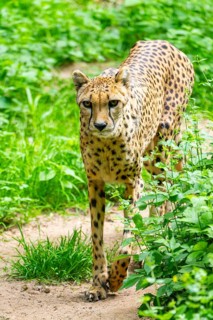 Cheetah (Acinonyx jubatus) walking around on the ground, Germany