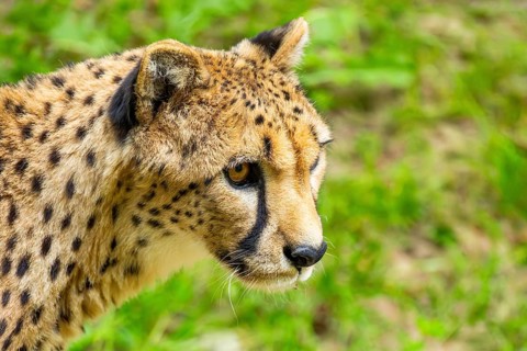 Cheetah (Acinonyx jubatus), portrait, Germany