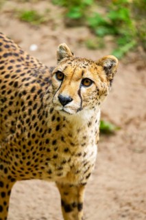 Cheetah (Acinonyx jubatus) walking around on the ground, Germany