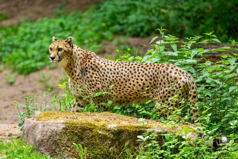 Cheetah (Acinonyx jubatus) standing on the ground, Germany
