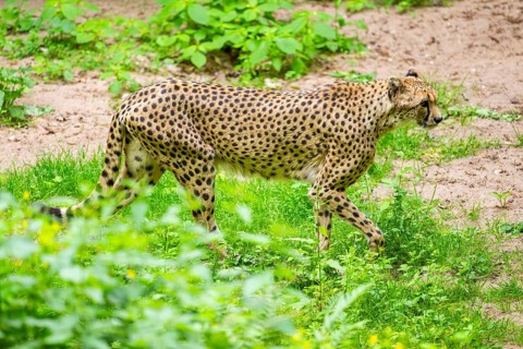 Cheetah (Acinonyx jubatus) walking around on the ground, Germany