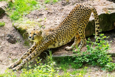 Cheetah (Acinonyx jubatus) stretching, Germany