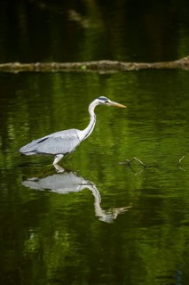 Grey heron (Ardea cinerea) standing in the water at the waters edge, Bavaria, Germany