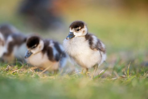 Egyptian goose (Alopochen aegyptiaca) cute chicks on a meadow at the shore of a lake, Bavaria,