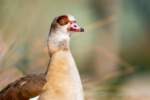 Portrait of an Egyptian goose (Alopochen aegyptiaca) at the shore of a lake, Bavaria, Germany