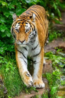 Siberian tiger (Panthera tigris tigris) walking through bushes on a rainy day, captive, Germany