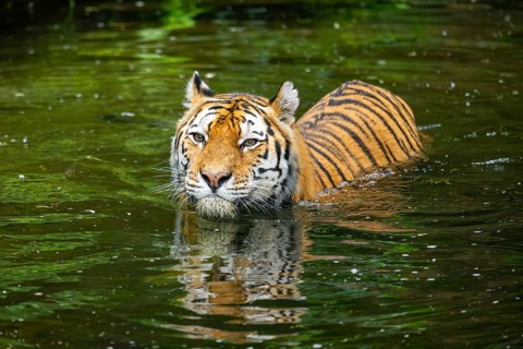 Siberian tiger (Panthera tigris tigris) swimming in a lake, captive, Germany