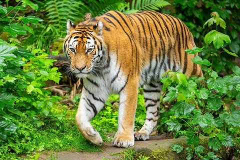 Siberian tiger (Panthera tigris tigris) walking through bushes on a rainy day, captive, Germany