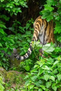 Tail of a Siberian tiger (Panthera tigris tigris) looking out of bushes on a rainy day, captive,