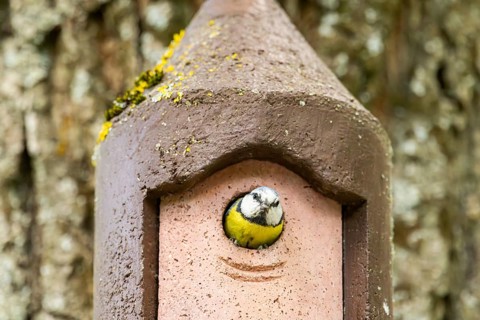 Eurasian blue tit (Cyanistes caeruleus) coming out of a bird house, Bavaria, Germany