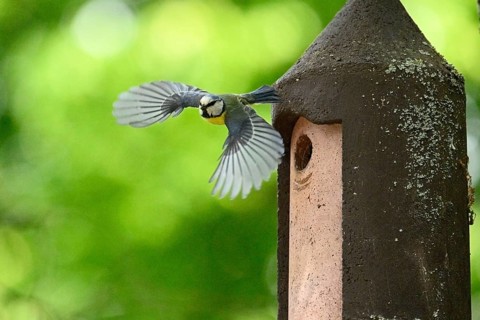 Eurasian blue tit (Cyanistes caeruleus) flying away from a bird house, Bavaria, Germany