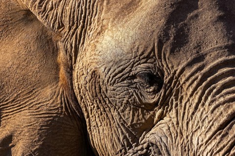 Elephant (Loxodonta africana), the desert adapted elephants, subspecies referred to as Loxodonta