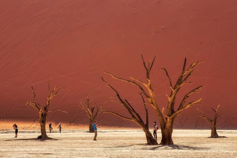 Tourists photograph and admire the blackened camel thorn trees (Vachellia erioloba) and sparse