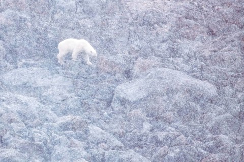 On a snowy summer day, a polar bear (Ursos maritimus) is forced onto land due to lack of sea ice,