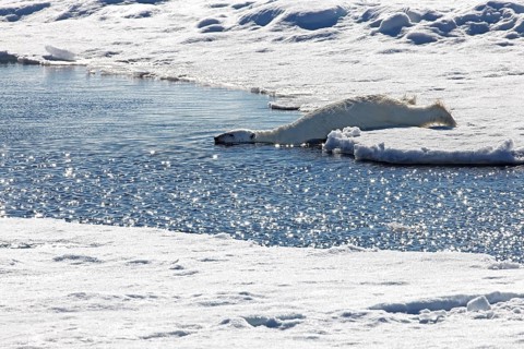 Funny, Polar bear (Ursus maritimus) diving into the Arctic waters, western Svalbard, Norway