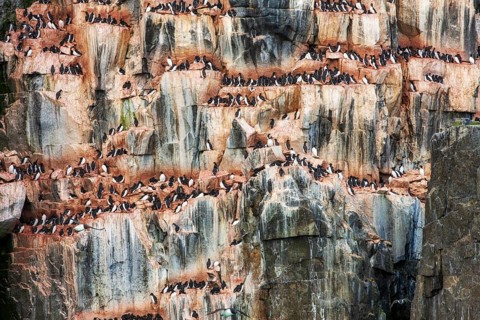 Brünnich's Guillemots (Uria lomvia) nesting on the bird cliffs at Alkefjellet, Hinlopen Strait,