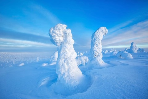 Riisitunturi National Park, taiga spruce trees covered in heavy frost and snow call Tykky,