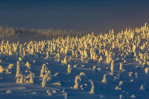 Riisitunturi National Park, winter sunset in the taiga, spruce trees covered in heavy frost and
