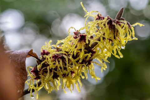 Witch hazel (Hamamelis mollis Pallida), Emsland, Lower Saxony, Germany