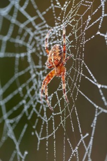 Gartenkreuzspinne (Araneus diadematus) im Netz mit Tautropfen, Weibchen, Oberbayern, Deutschland /