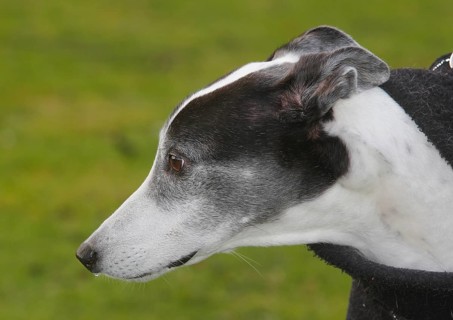 Greyhound (Canis lupus familaris), male dog 10 years, portrait sideways, in the countryside, North