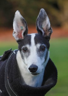 Greyhound (Canis lupus familaris), male dog 10 years, portrait, in the countryside, North