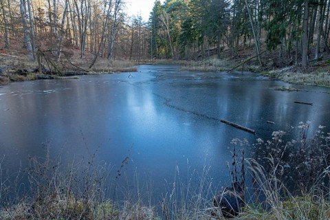 Frozen old carp pond, tree trunk, beaver tracks near Spechthausen, Brandenburg, Germany