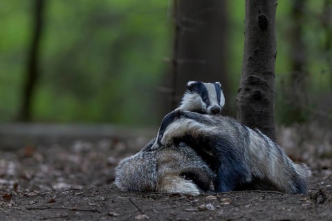 A pair of badgers (Meles meles) grooming each other at the roof castle, fun, joie de vivre,