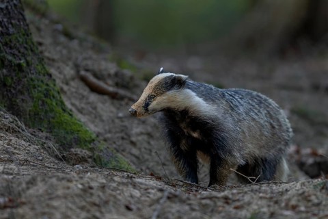 The badger moth (Meles meles) is busy almost every evening optimising or repairing the construction