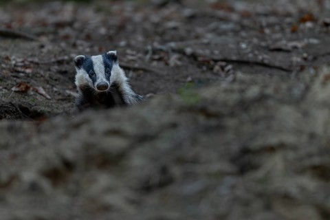 The badger (Meles meles) cautiously leaves its den, nocturnal, Germany