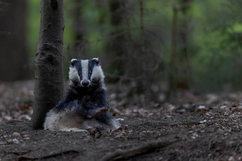 As a rule, badgers (Meles meles) begin intensive grooming, body care, scratching, itching,