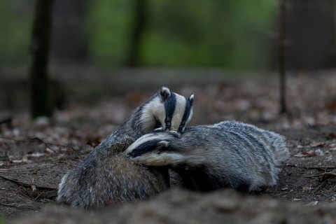 A pair of badgers (Meles meles) grooming each other at the roof castle, grooming, fun, joie de
