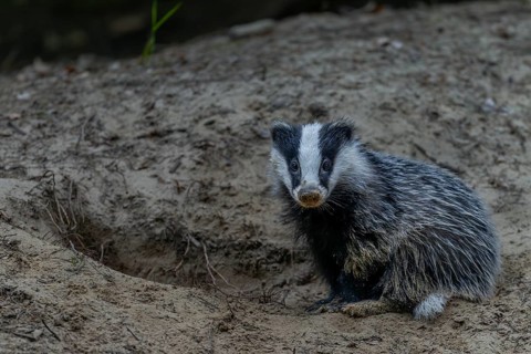 Just 3 months old, the badger (Meles meles) is practising digging in the fine sand, animal