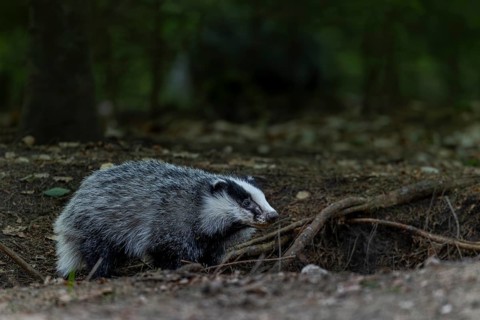 A badger (Meles meles) born last year explores the surroundings of the Dachsburg, animal children,