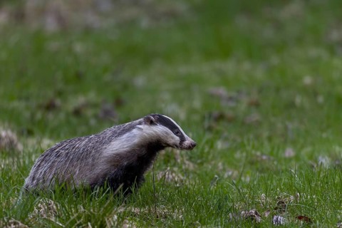 The badger (Meles meles) has just left its den under a dilapidated house and goes in search of
