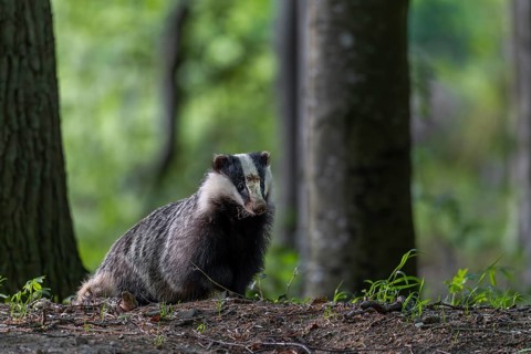 The badger moth (Meles meles) spends a few minutes in front of the burrow in front of setting off