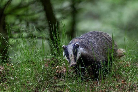 After the badger (Meles meles) has left the den, it particularly checks the entrances to the badger