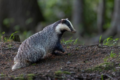 A badger moth (Meles meles) has just left the burrow, nocturnal, Germany