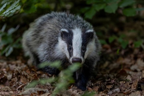 A young badger (Meles meles) searches for worms and insects in the beech leaves, baby animals,