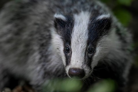 Portrait of a 4 month old badger (Meles meles), animal children, cute, cute, cute, nocturnal,