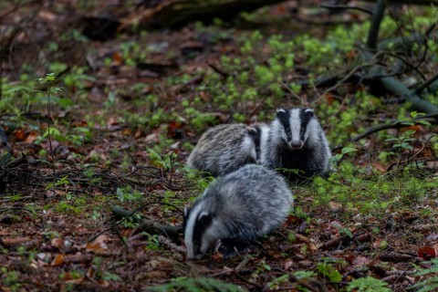 Approx. 3 months Badger siblings (Meles meles) go on an exploration tour together, baby animals,