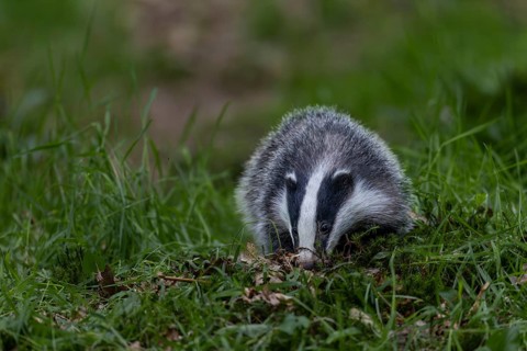 A young badger (Meles meles) searches for food directly at the entrance to its den, baby animals,