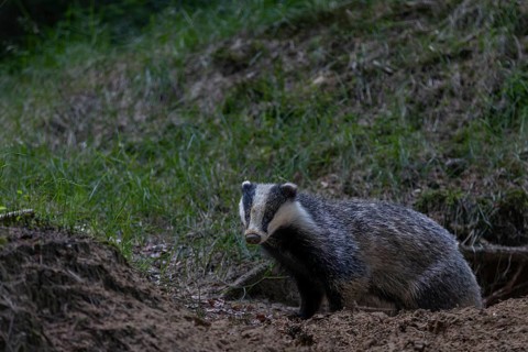 A badger (Meles meles) leaves its den in the evening, nocturnal animals, Germany