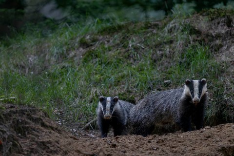 Two young badgers (Meles meles) of different ages in front of a cave entrance, the left animal is