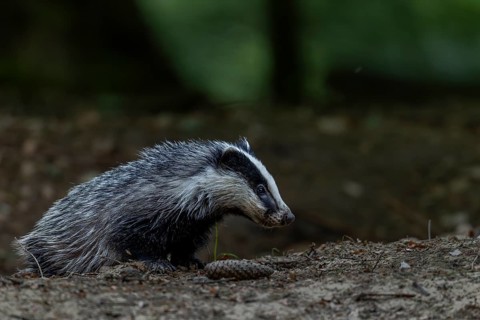 A young badger (Meles meles) explores the surroundings of the Dachsburg, baby animals, cute, cute,