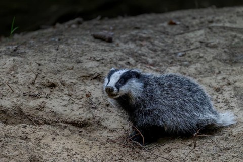 An approximately 3-month-old young badger (Meles meles) explores the surroundings of the Dachsburg,