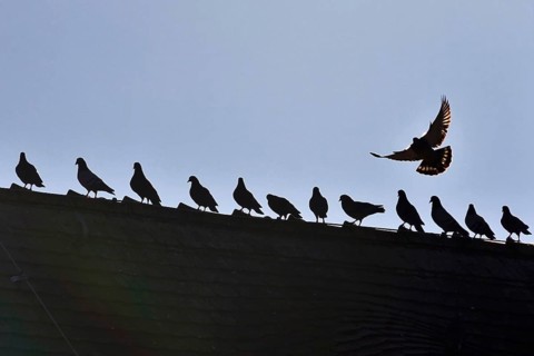 Pigeons in the city in winter, Germany