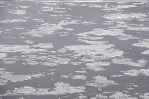 Elbe in winter with ice floes, Dresden, Saxony, Germany