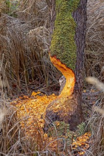 Tree bit by beaver near Spechthausen, Brandenburg, Germany