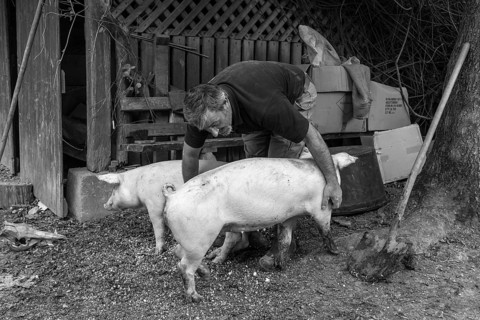 Farmer caressing his two domestic pigs (Sus scrofa domesticus) on his farm, black and white, Middle